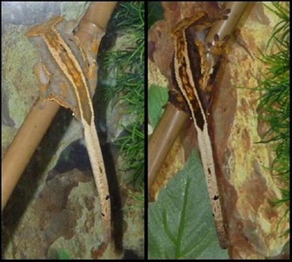 Color Bomb Crested Gecko Diet For Sale